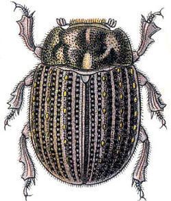 Trogidae Trogidae Wikipedia
