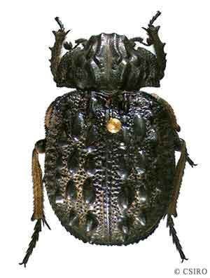 Trogidae Trogidae carcass beetles