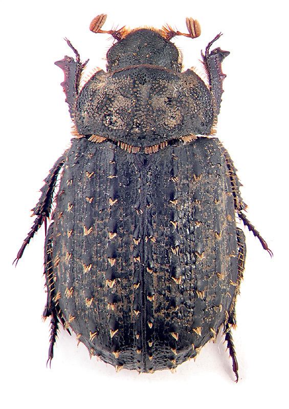 Trogidae Trox hispidus Pontopp Trogidae