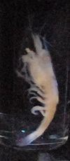 Troglocaris anophthalmus httpsuploadwikimediaorgwikipediacommonsthu