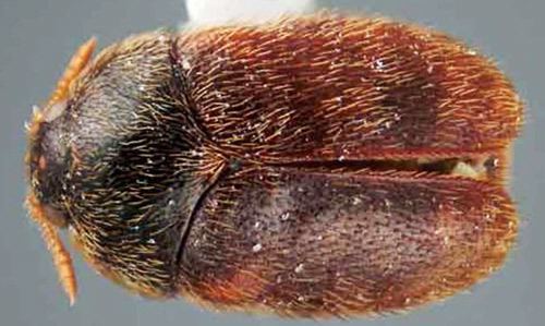 Trogoderma khapra beetle Trogoderma granarium Everts