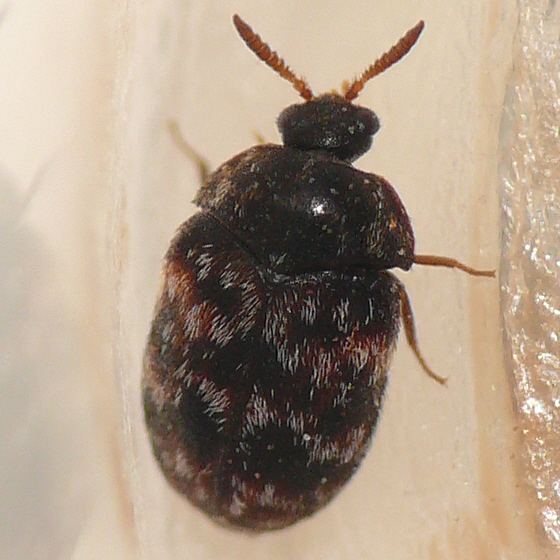 Trogoderma Carpet beetle Trogoderma glabrum BugGuideNet