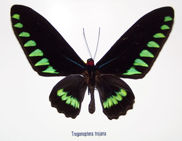 Trogonoptera trojana Trogonoptera trojana