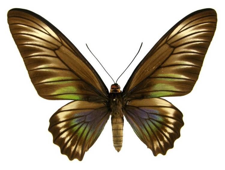 Trogonoptera trojana ButterflyCornernet Trogonoptera trojana