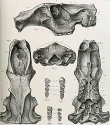 Trogontherium httpsuploadwikimediaorgwikipediacommonsthu