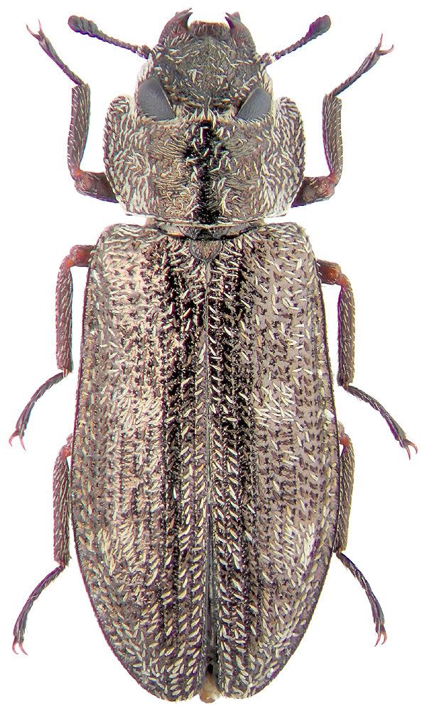 Trogossitidae Xenoglena quadrisignata Mnnh Trogossitidae