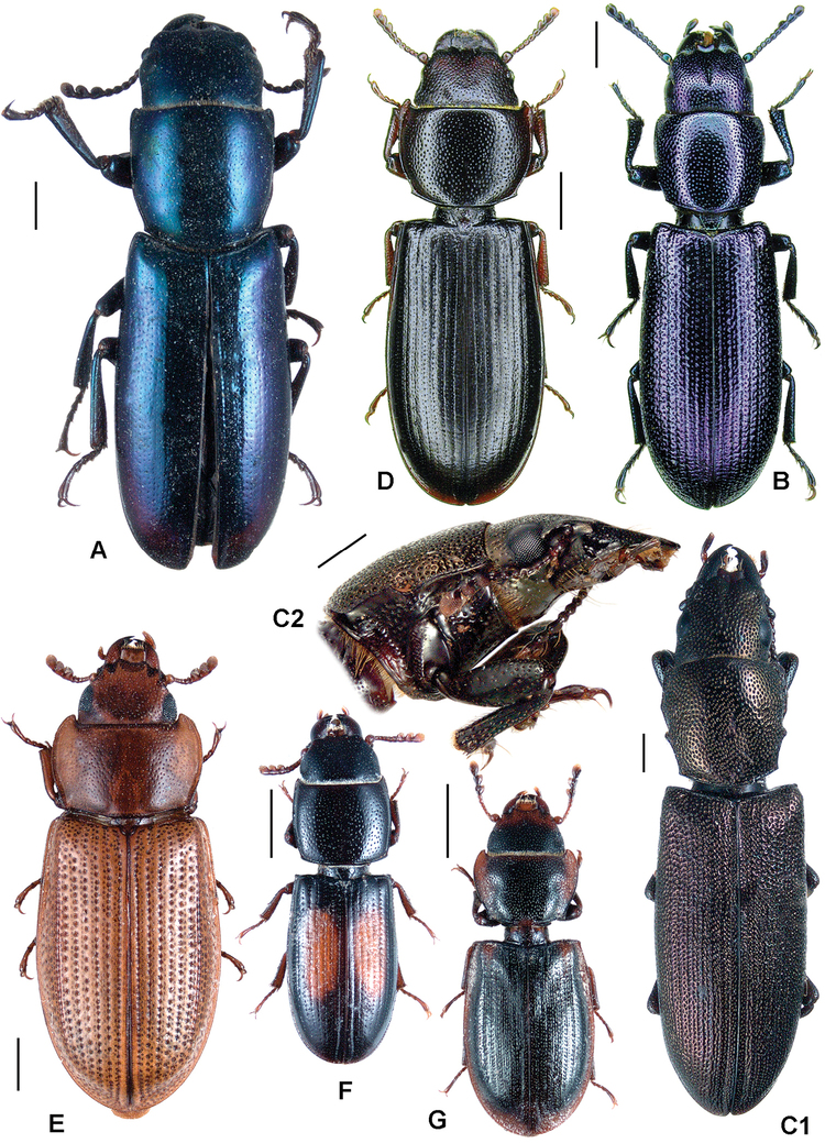 Trogossitidae Trogossitidae A review of the beetle family with a catalogue and keys
