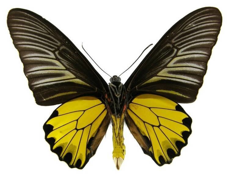 Troides aeacus ButterflyCornernet Troides aeacus Golden Birdwing