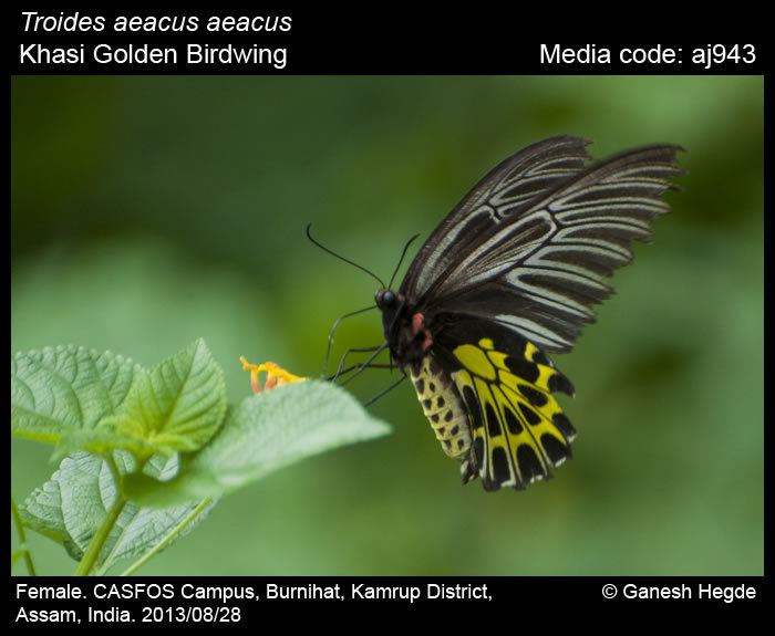 Troides aeacus Troides aeacus Golden Birdwing Butterflies of India
