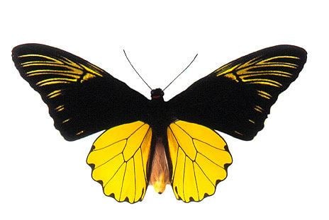 Troides amphrysus godofinsectscom Golden Birdwing Butterfly Troides amphrysus