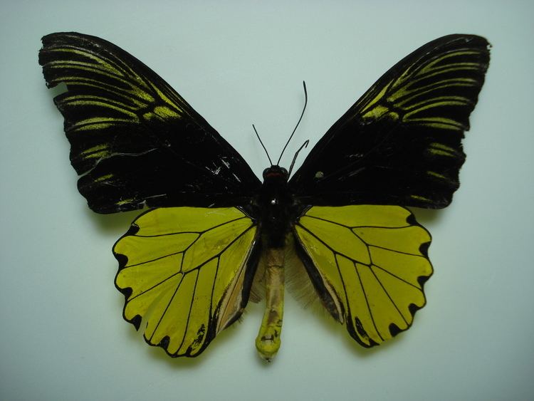 Troides amphrysus Papilionidae Butterflies of Peninsular Malaysia
