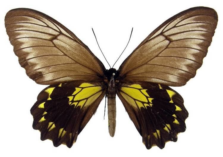 Troides andromache ButterflyCornernet Troides andromache
