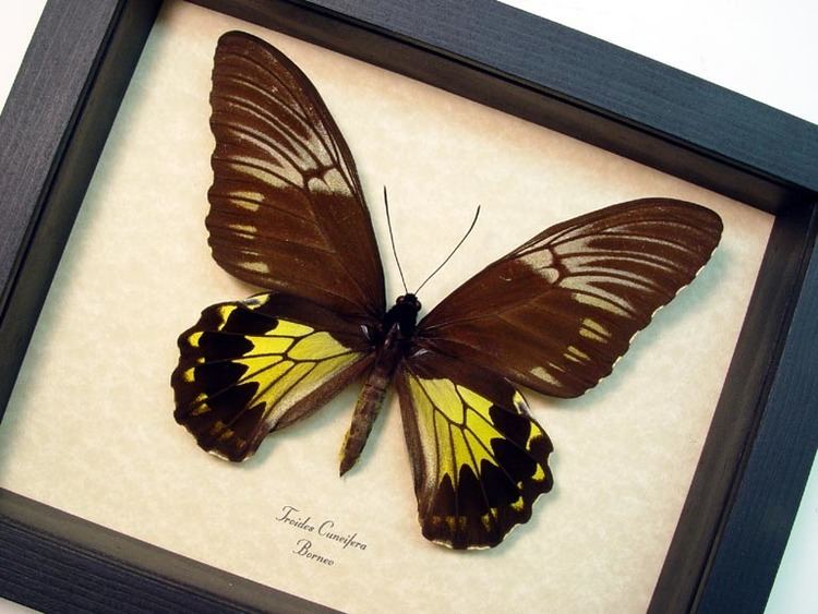 Troides cuneifera Troides Cuneifera Female Wholesale Insects Butterfly Designs Real