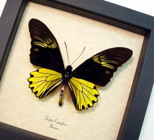 Troides cuneifera Troides Cuneifera Male Real Butterfly Gifts Real Framed Butterfly