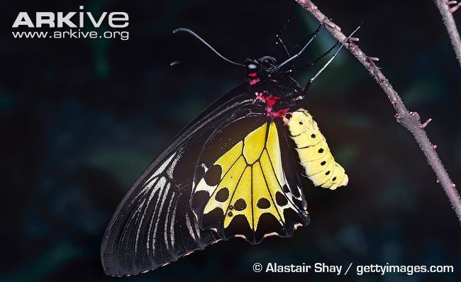 Troides darsius Ceylon birdwing videos photos and facts Troides darsius ARKive