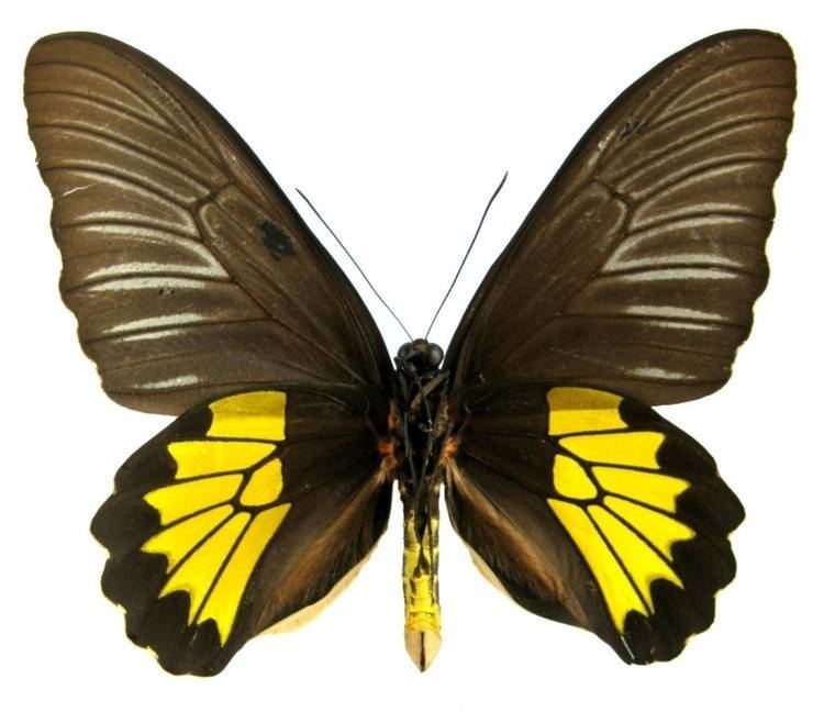 Troides darsius ButterflyCornernet Troides darsius