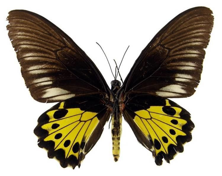 Troides helena ButterflyCornernet Troides helena Common Birdwing