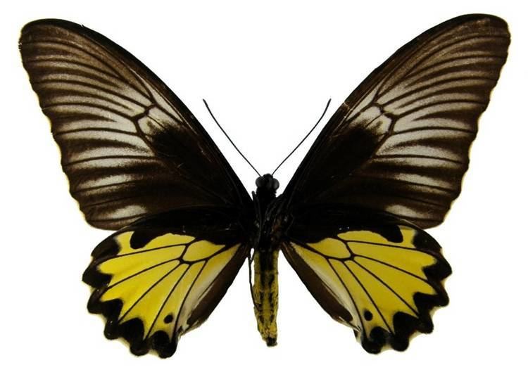 Troides helena ButterflyCornernet Troides helena Common Birdwing