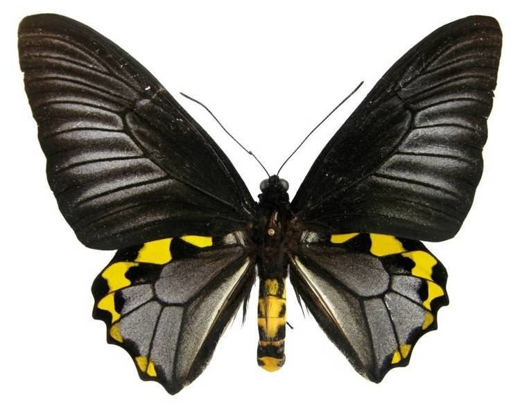 Troides hypolitus ButterflyCornernet Troides hypolitus