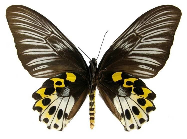 Troides hypolitus ButterflyCornernet Troides hypolitus