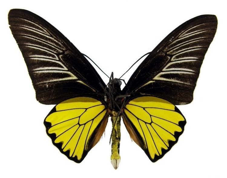 Troides magellanus ButterflyCornernet Troides magellanus Magellan Birdwing