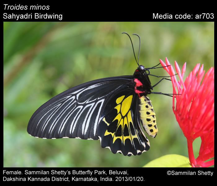 Troides minos Troides minos Sahyadri Birdwing Butterflies of India