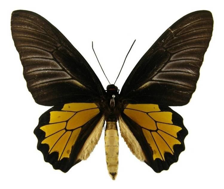 Troides minos ButterflyCornernet Troides minos Southern Birdwing