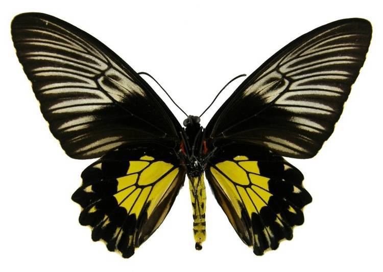 Troides rhadamantus ButterflyCornernet Troides rhadamantus