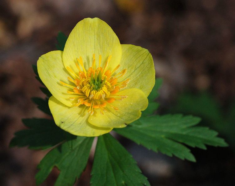 Trollius laxus Trollius laxus Wikipedia