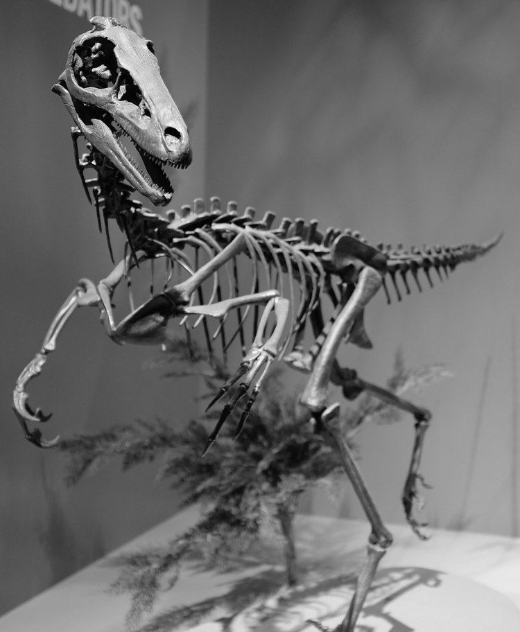 Troodon Troodon Wikipedia