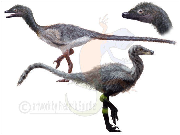 Troodontidae dinosaurs Dr Frederik Spindler