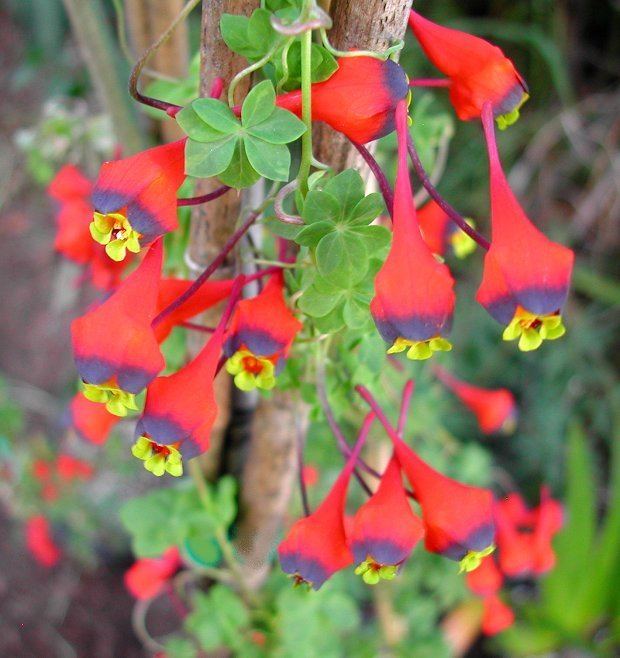 Tropaeolum Tropaeolum tricolortricolorum The Chilean Nasturtium