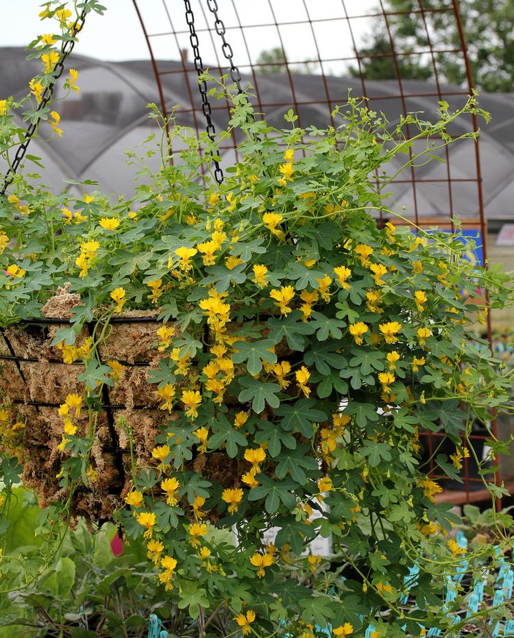 Tropaeolum peregrinum Tropaeolum peregrinum Tropaeolum aduncum Tropaeolum canariense