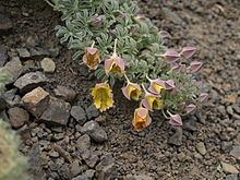 Tropaeolum polyphyllum httpsuploadwikimediaorgwikipediacommonsthu