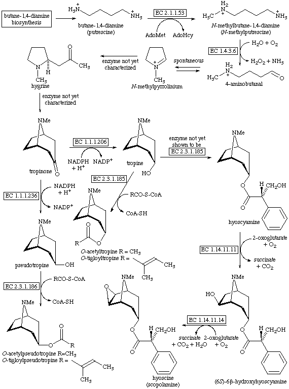 Tropane alkaloid tropane alkaloid biosynthesis