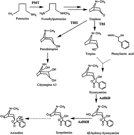 Tropane alkaloid Enhancing the production of tropane alkaloids in transgenic Anisodus