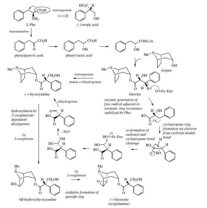 Tropane alkaloid Pyrrolidine and Tropane Alkaloids Alkaloids from Plants