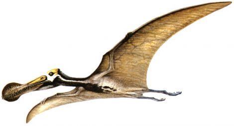 Tropeognathus flying dinosaurpterosaurusTropeognathus