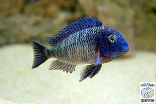 Tropheus 1000 images about Tropheus on Pinterest Pisces Cichlids and Rainbows