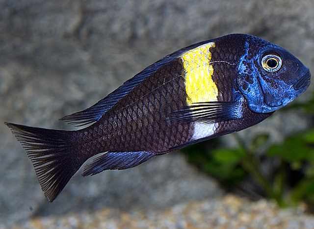 Tropheus duboisi Duboisi Cichlid Tropheus duboisii Tropical Fish Keeping