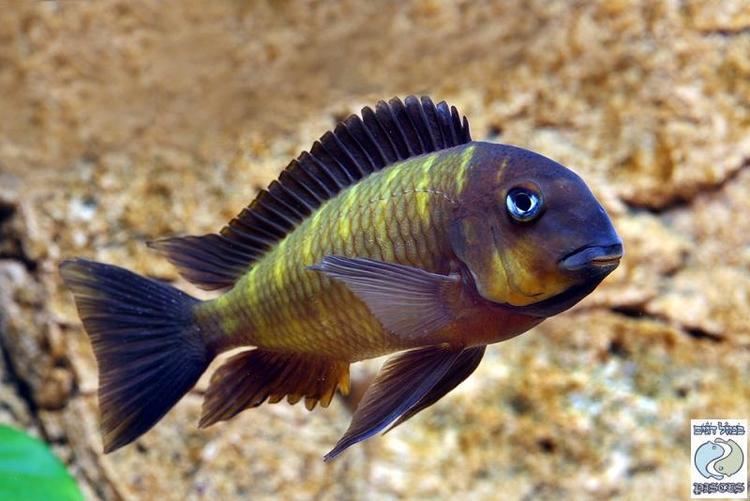 Tropheus 1000 images about Tropheus Cichlids on Pinterest Cichlids Search