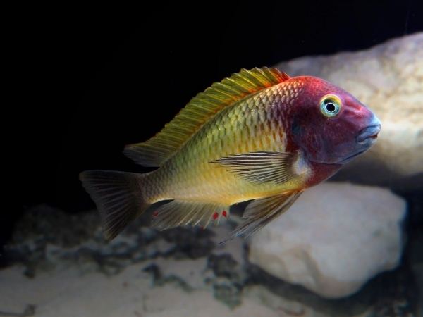 Tropheus 1000 images about tropheus on Pinterest Cherries Animals and Pisces