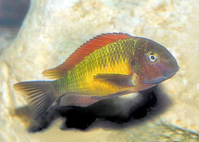 Tropheus moorii Blunthead Cichlid Tropheus moorii Brabant Cichlid