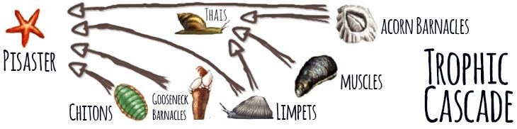 Trophic cascade Trophic Cascade Untamed Science