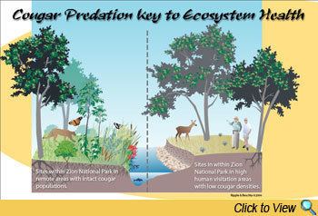 Trophic cascade Trophic Cascades in Terrestrial Ecosystems College of Forestry