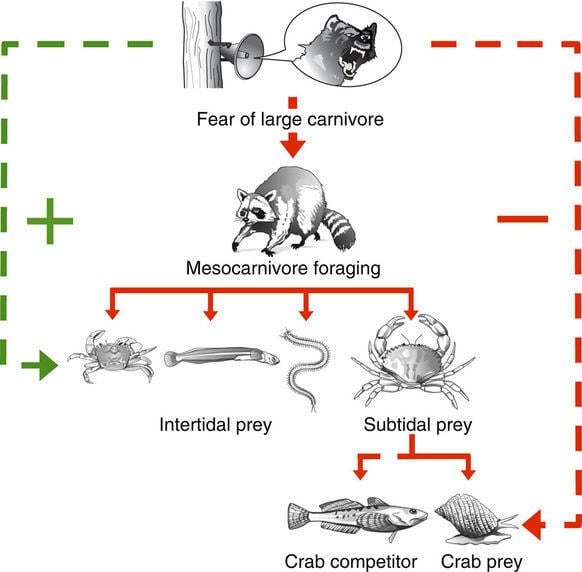 Trophic cascade Fear of large carnivores causes a trophic cascade Nature