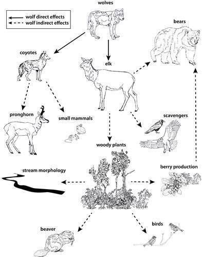 Trophic cascade Aaa Biodiversity Trophic Cascades Lessons TES Teach