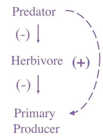 Trophic cascade Trophic Cascades Across Diverse Plant Ecosystems Learn Science at