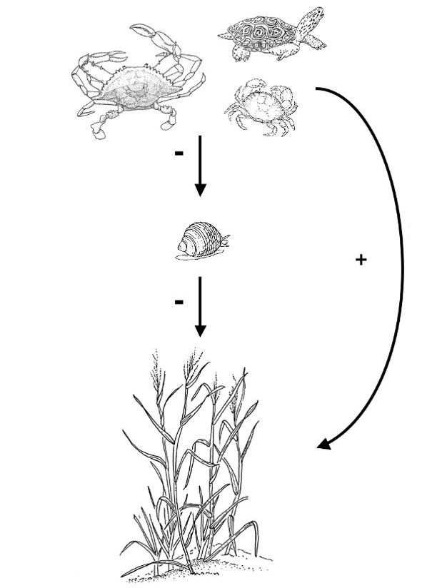 Trophic cascade Trophic Cascades Across Diverse Plant Ecosystems Learn Science at