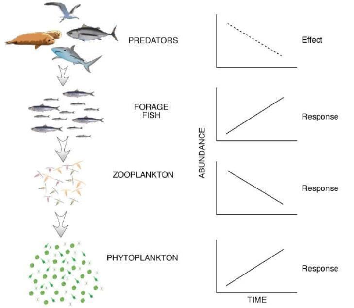 Trophic cascade The Energy Pyramid and Trophic Cascades Student Investigations in